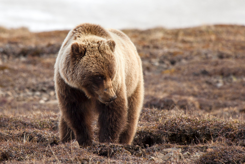 Бурый медведь (Ursus arctos)