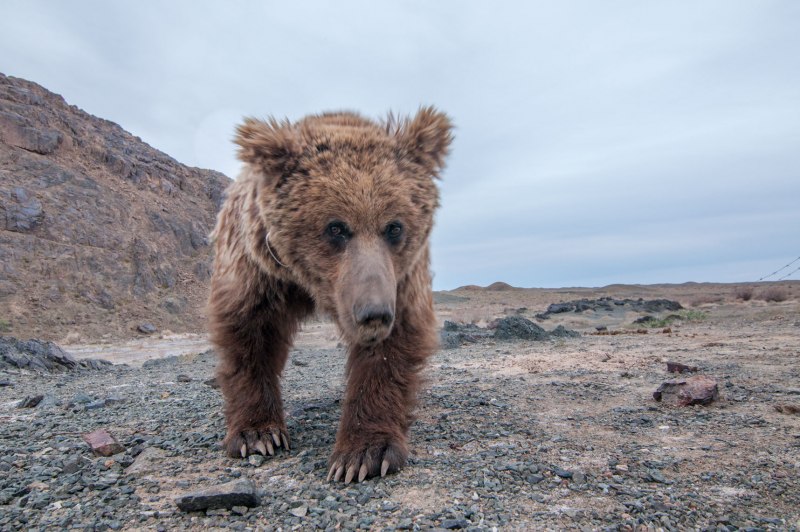 Гобийский медведь (61 фото)