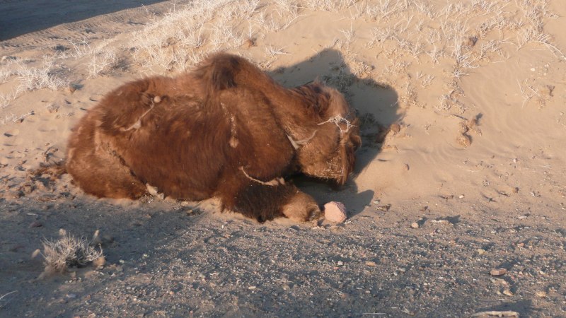 Медведь Гризли
