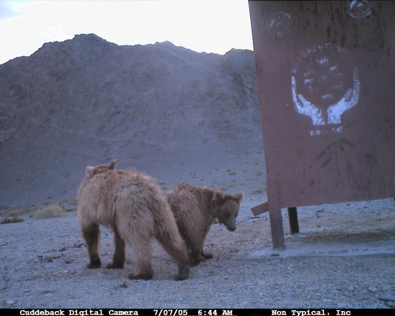 Ursus медведь
