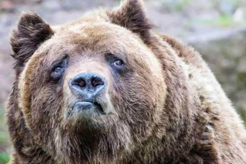 Зимняя спячка бурого медведя