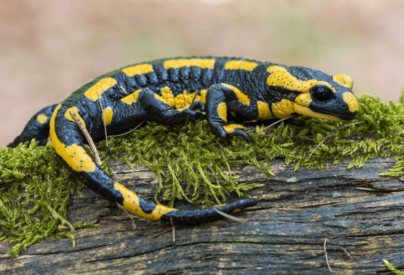 Огненная саламандра Salamandra Salamandra