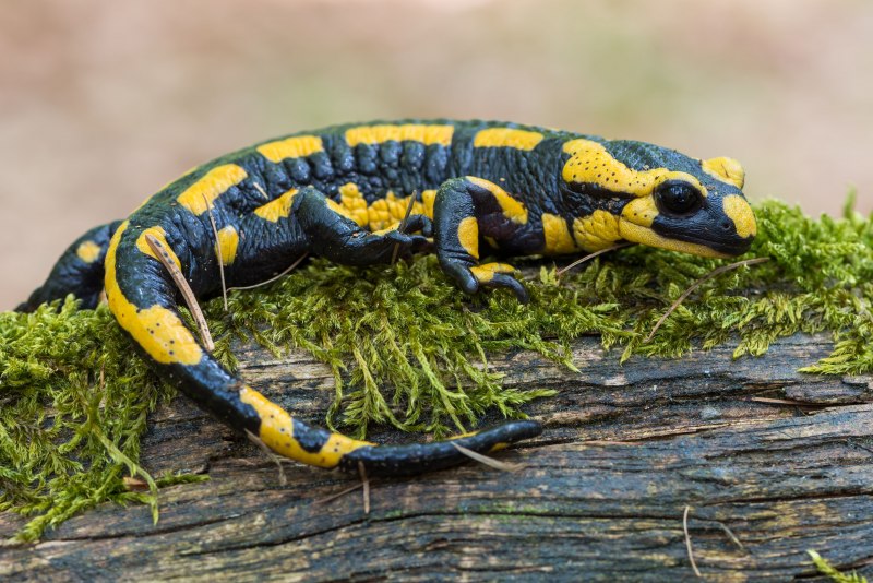 Саламандра Bolitoglossa dofleini