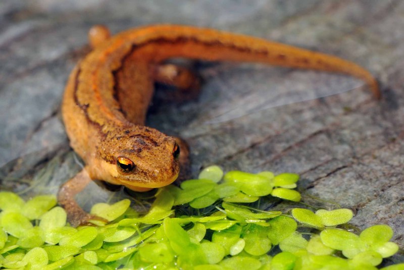 Огненная саламандра Salamandra Salamandra