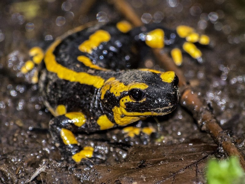 Обыкновенный Тритон Lissotriton vulgaris