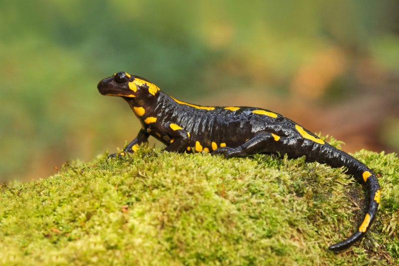 Пятнистая саламандра (Salamandra Salamandra