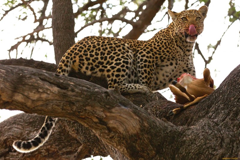 Panthera pardus Nimr