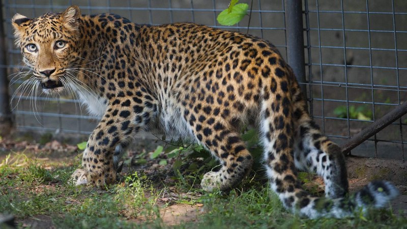 Panthera pardus japonensis