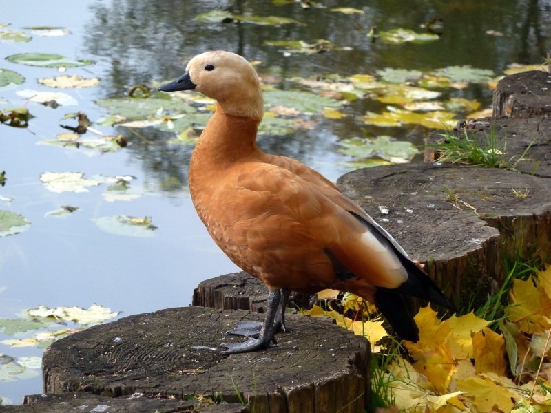 Огарь Tadorna ferruginea
