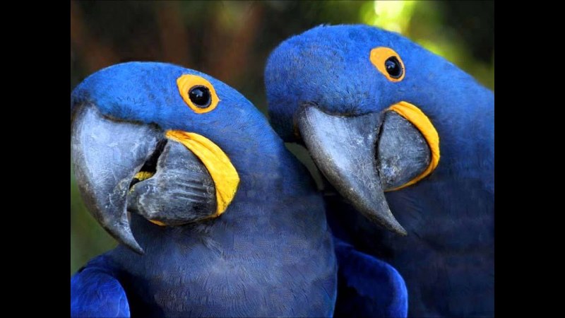 Blue Macaw попугай