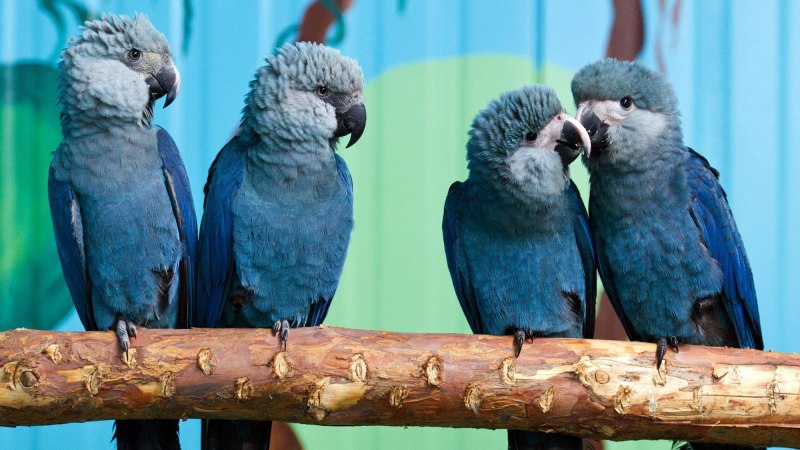Blue Macaw попугай