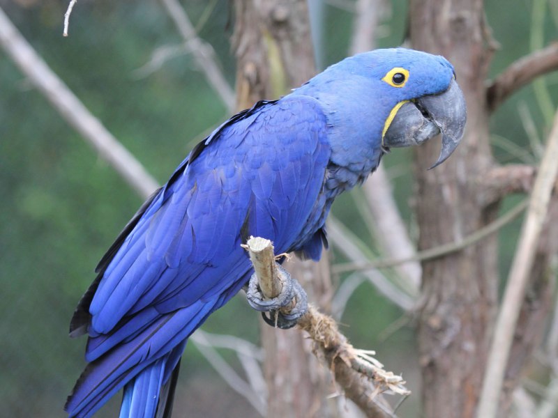 Blue Macaw попугай