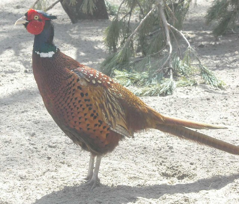 Фазан обыкновенный Phasianus colchicus