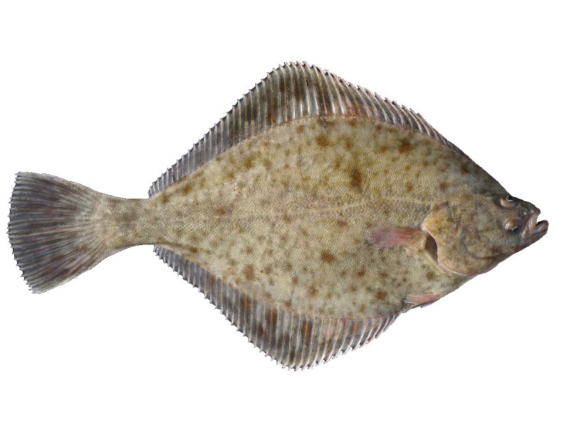 Морская камбала