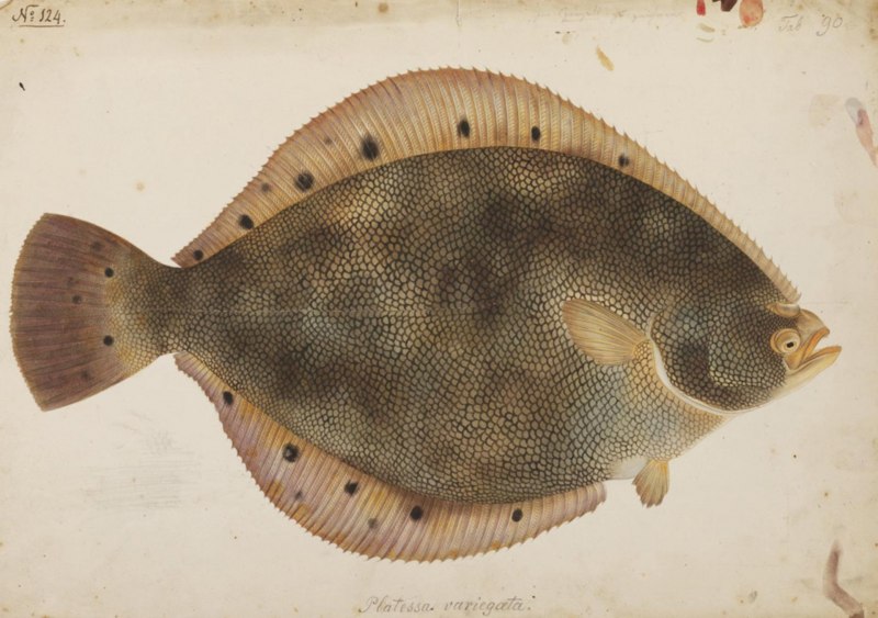 Pseudorhombus arsius