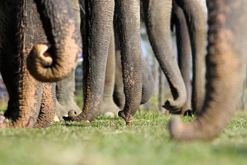 Trunk хобот