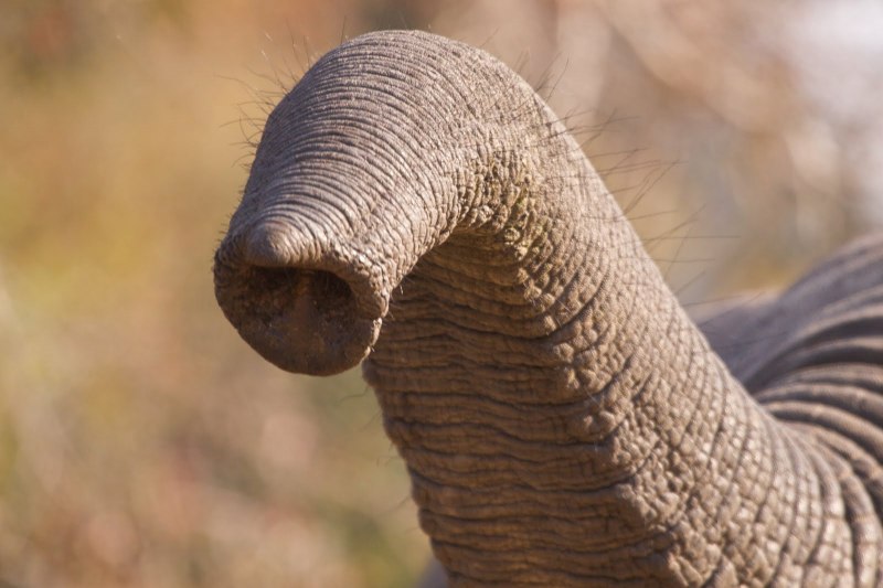 Trunk хобот