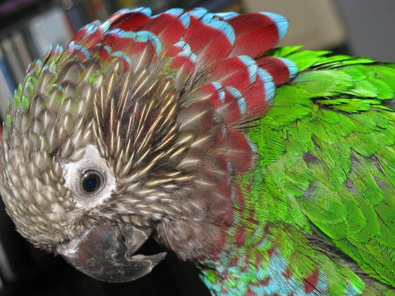 Hawk_headed Parrot