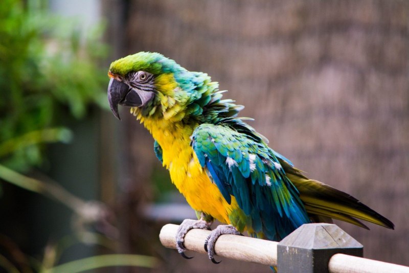 Red-Fan Parrot