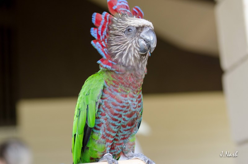 Hawk_headed Parrot
