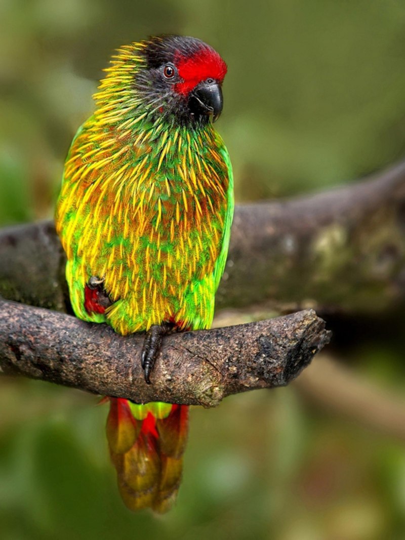 Red-Fan Parrot