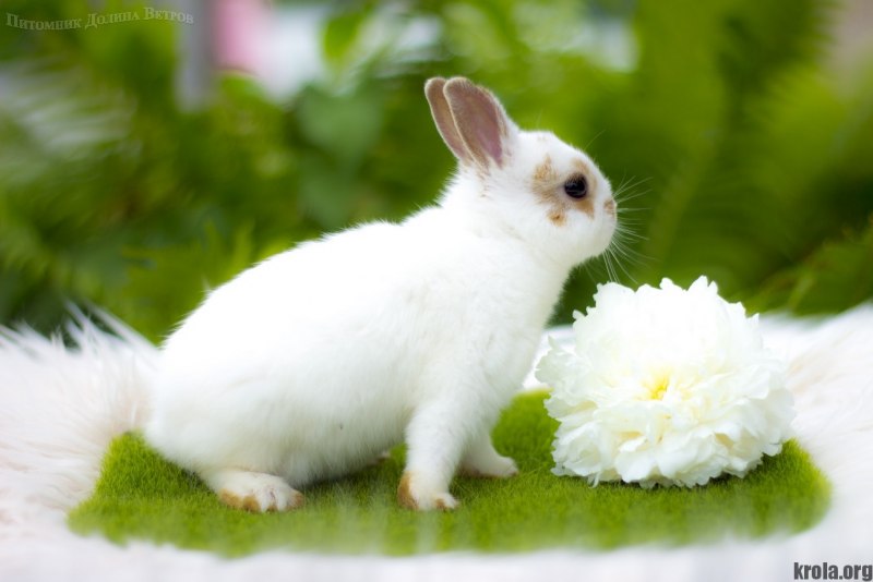 Continental giant Rabbit