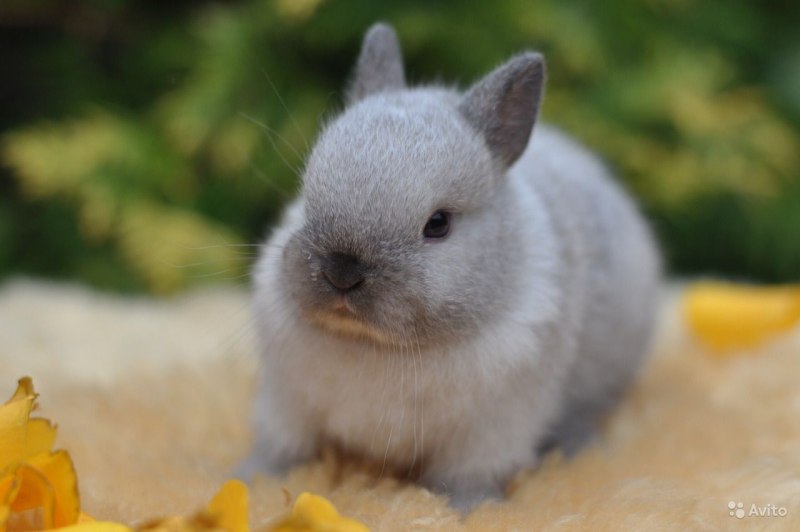 Синий кролик