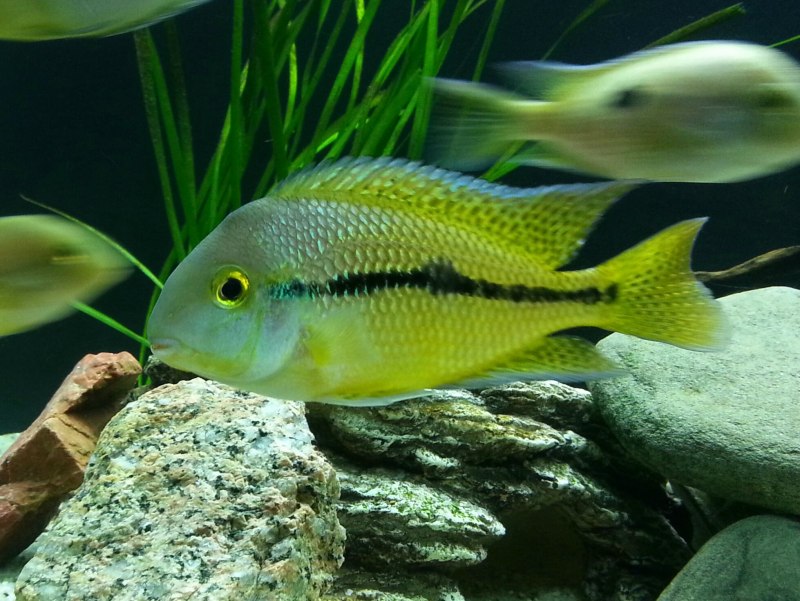 Неон черный (Hyphessobrycon herbertaxelrodi).