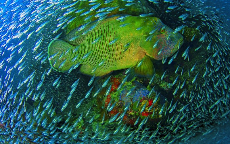 Sculpin рыба