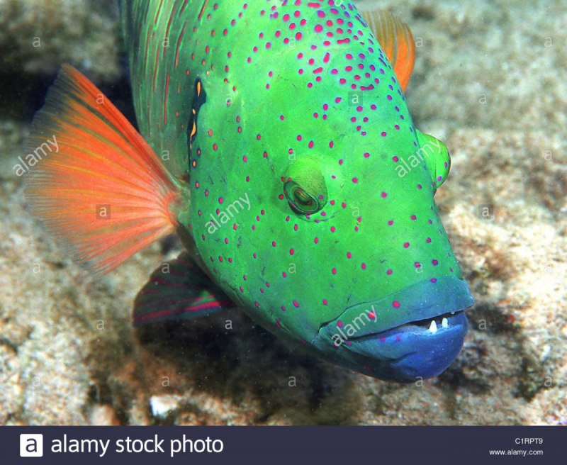 Broomtail Wrasse