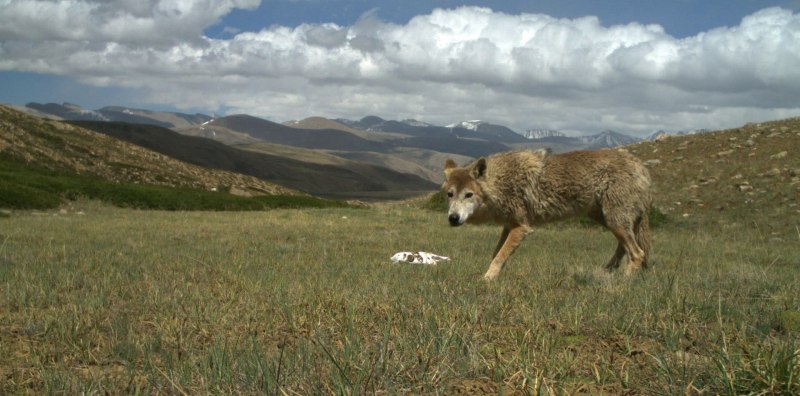 Canis himalayensis