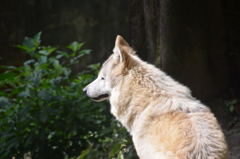 Canis himalayensis