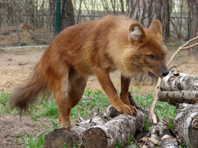 Canis Lupus Chanco