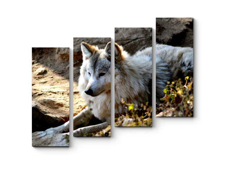 Volk 90d