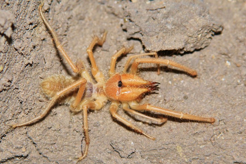Цербал Аравийский Cerbalus aravaensis