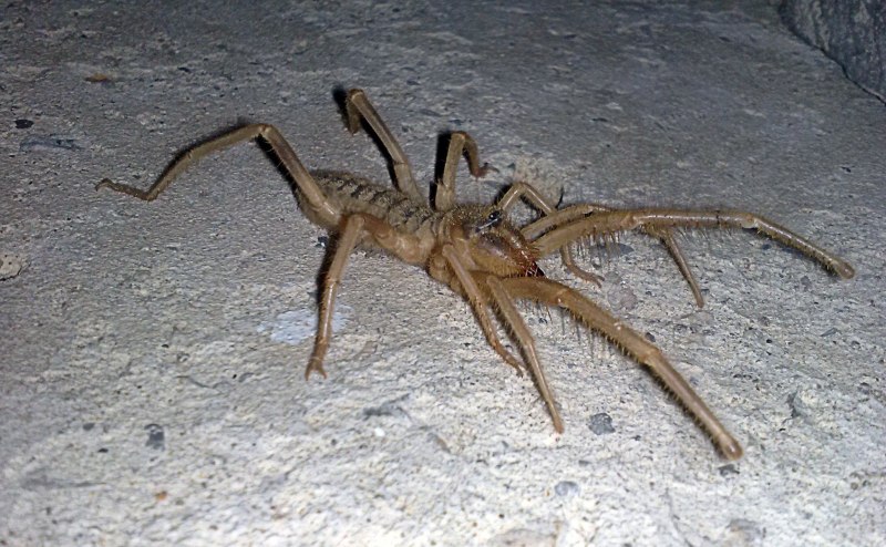 Sicarius hahni