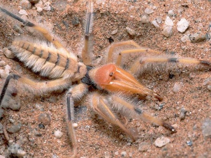 Sicarius hahni