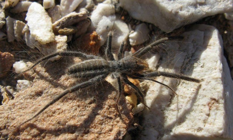 Паук Cebrennus rechenbergi