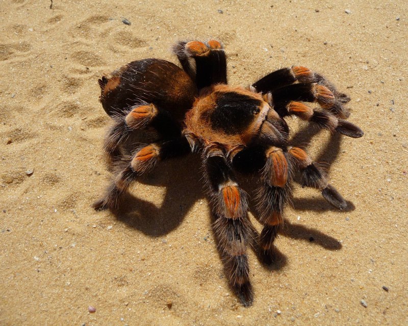 Solifugid