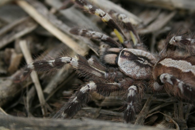 Poecilotheria regalis