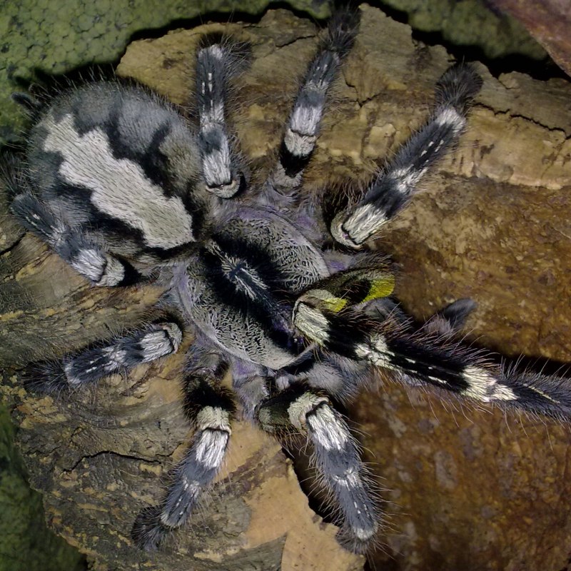 Poecilotheria Rajaei