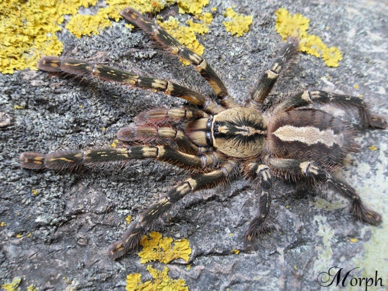 Poecilotheria regalis