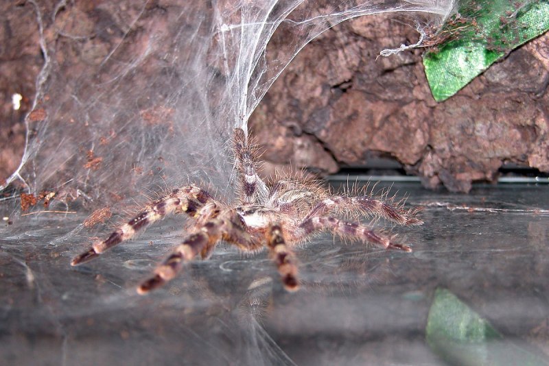 Poecilotheria Miranda (Пецилотерия Миранда)