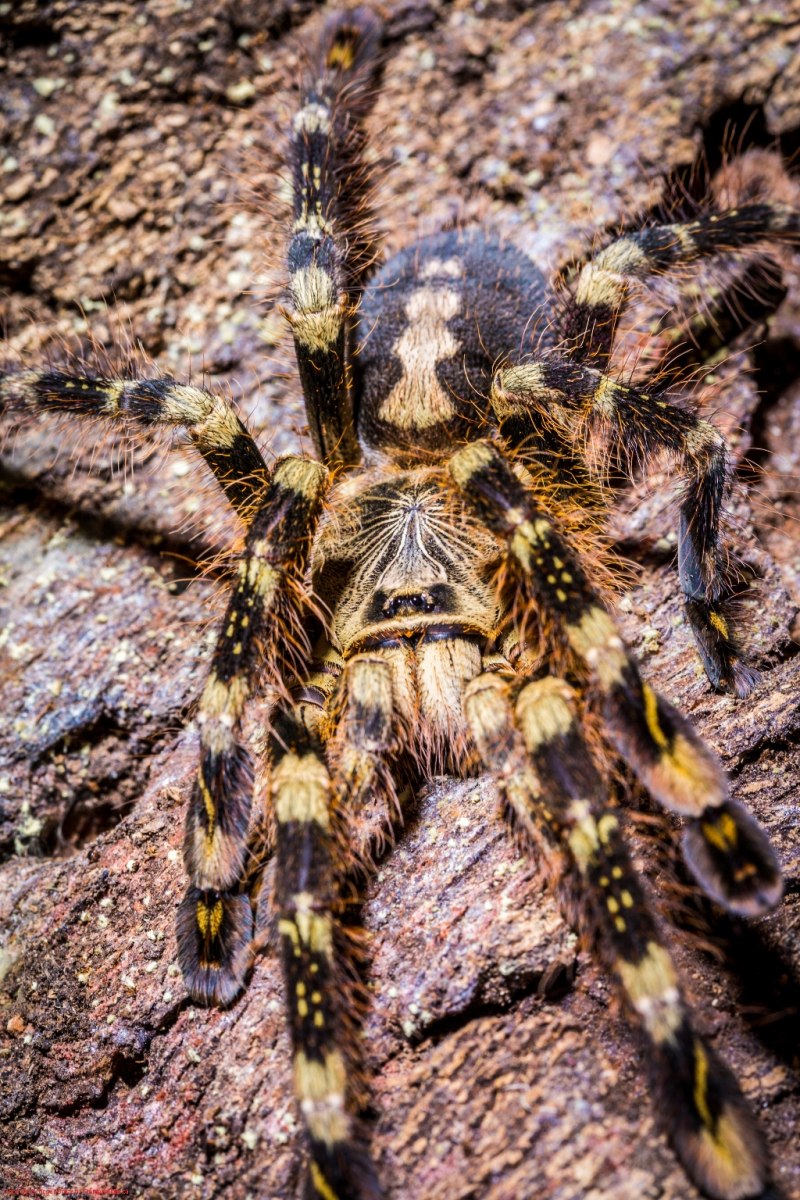 Паук-птицеед Poecilotheria Ornata