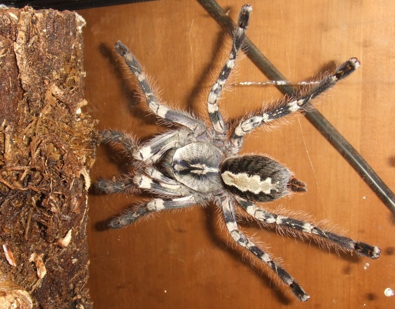 Паук Poecilotheria regalis по частям