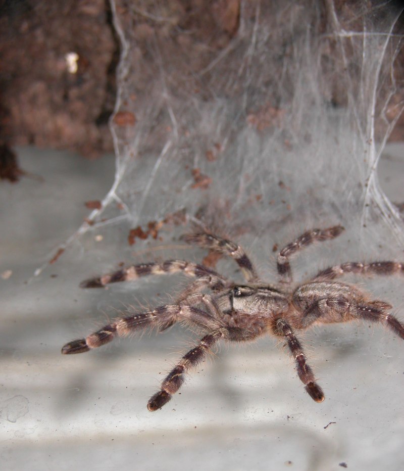 Паук-птицеед Ceratogyrus marshalli