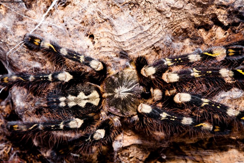 Poecilotheria hanumavilasumica