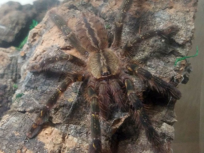 Poecilotheria Ornata l2