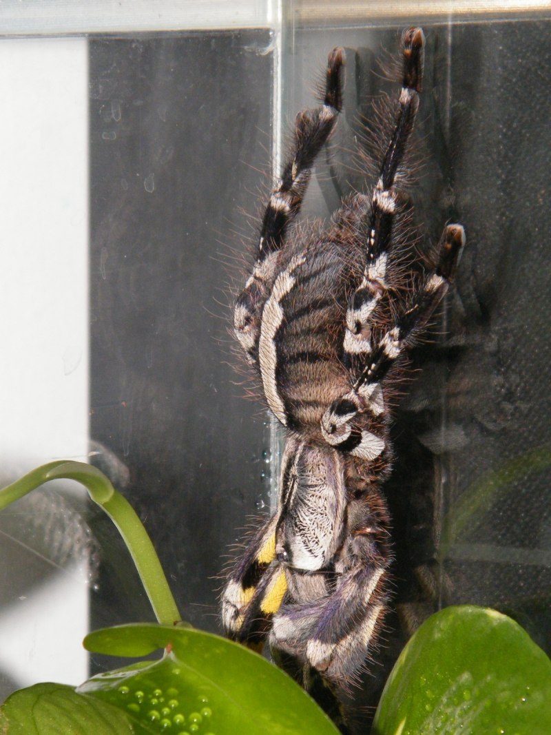 Poecilotheria regalis