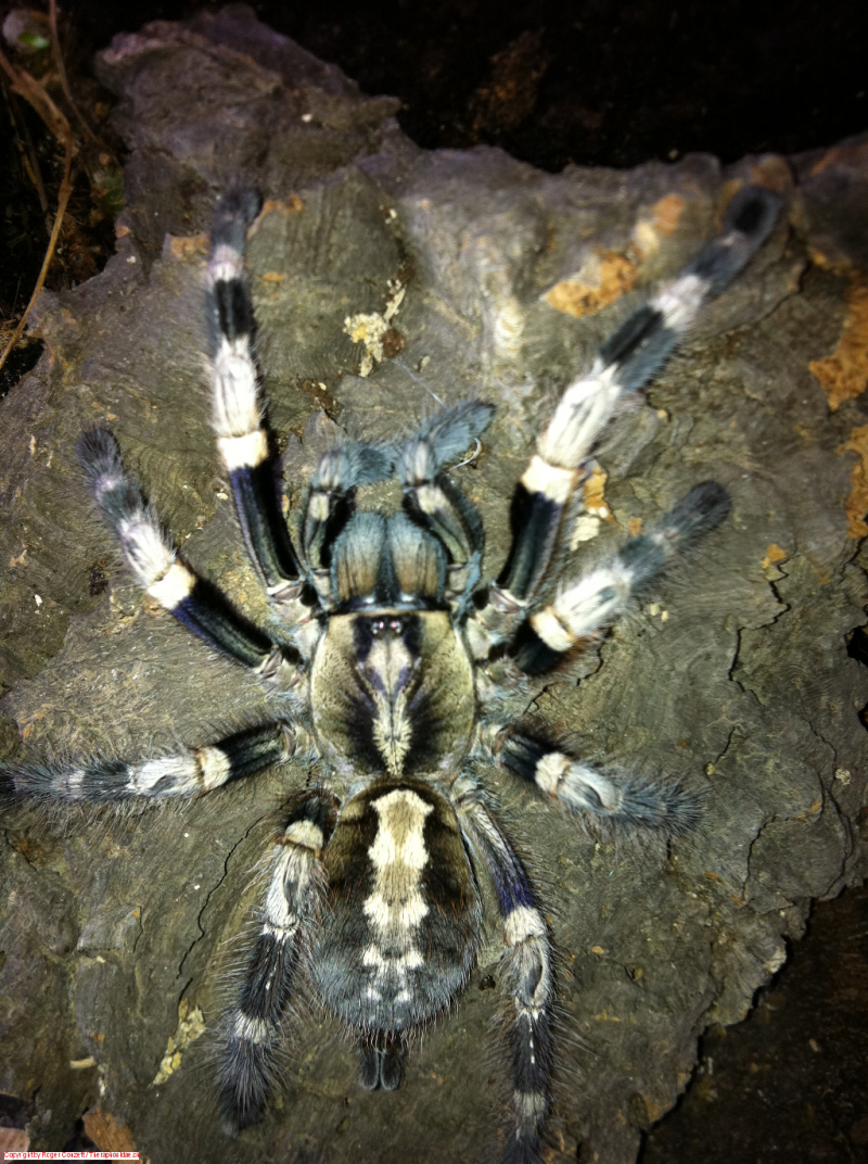 Poecilotheria Ornata самец